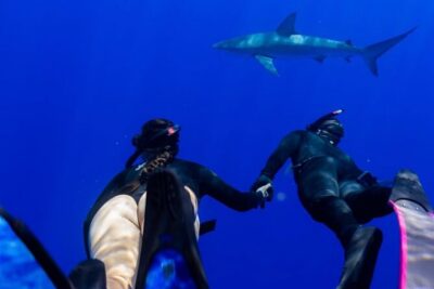 Oahu Shark Dive Educational Tour (No cage) - Meeting at Haleʻiwa Boat Harbor: How the Timing Works