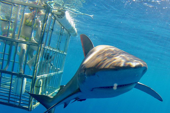 Oahu Shark Dive - Haleiwa meeting point and what to expect on board