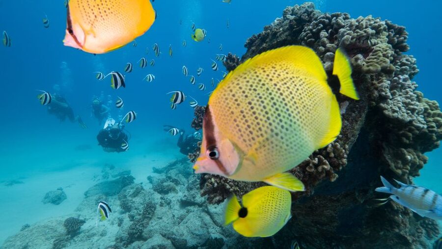 Oahu: Waikiki Discovery Scuba Diving for Beginners - Key highlights worth your attention
