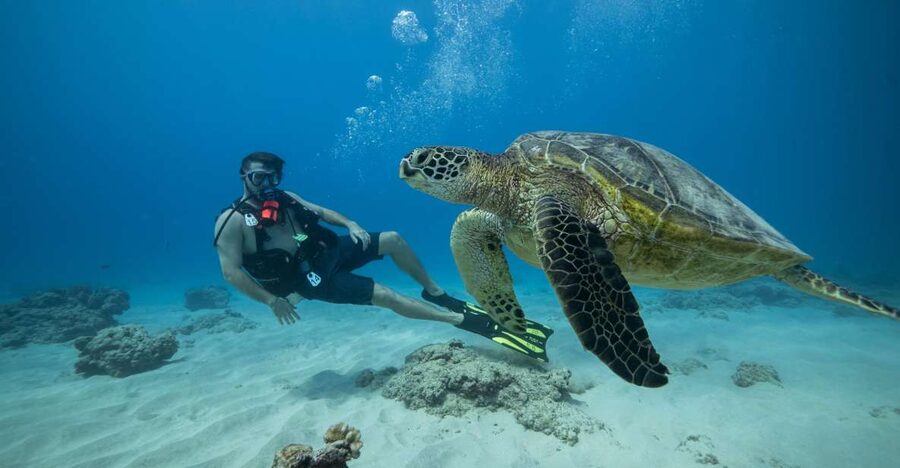 Oahu: Waikiki Discovery Scuba Diving for Beginners - First-Time Scuba on Oahu: what makes this trip beginner-friendly