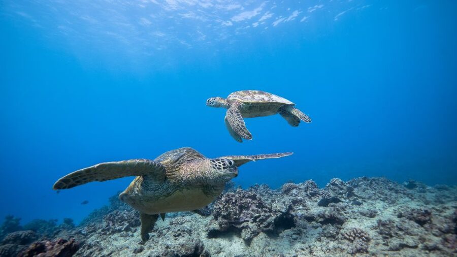Oahu: Waikiki Discovery Scuba Diving for Beginners - Gear fitting and the skills check: where confidence gets built