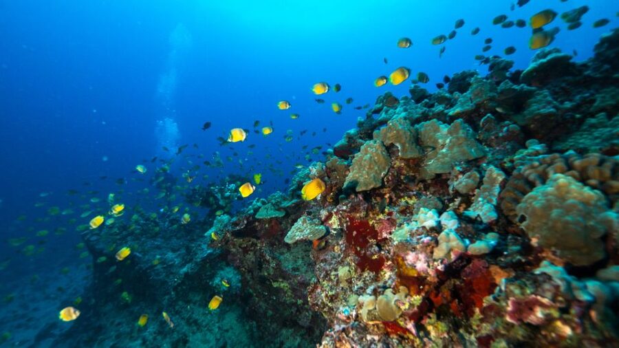 Oahu: Waikiki Discovery Scuba Diving for Beginners - Reef Stop One: your first time over coral and marine life