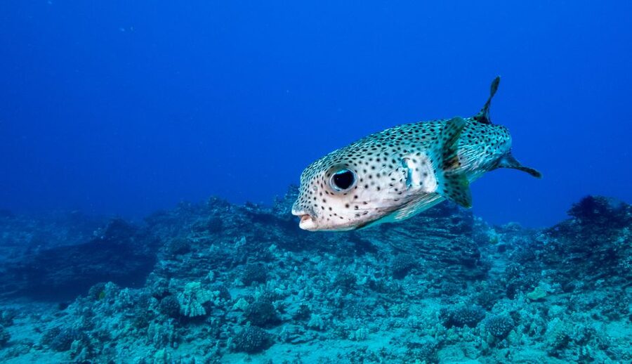 Oahu: Waikiki Discovery Scuba Diving for Beginners - Reef Stop Two: more reef time and a wider chance at variety