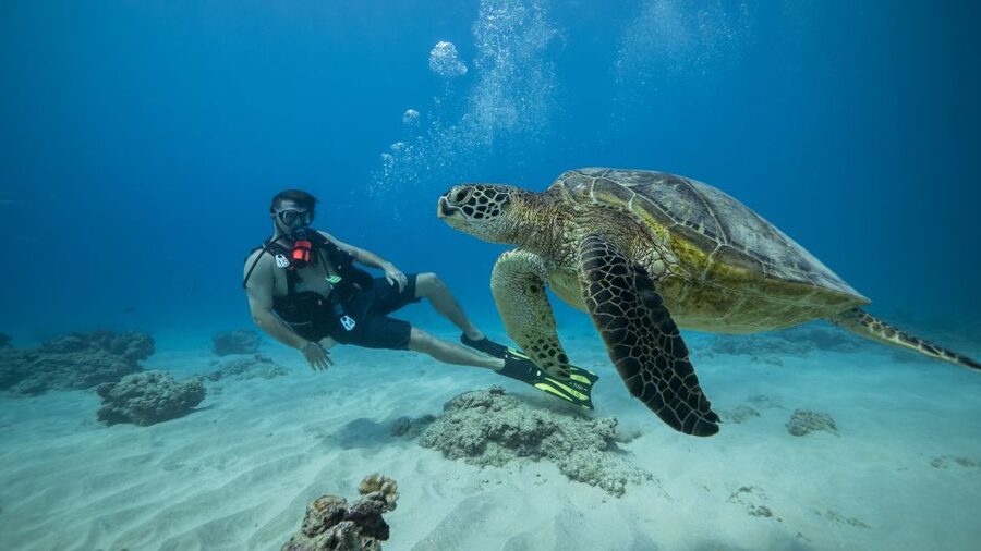 Oahu: Waikiki Discovery Scuba Diving for Beginners - Meeting at Front Row, Slip F8: getting there without stress