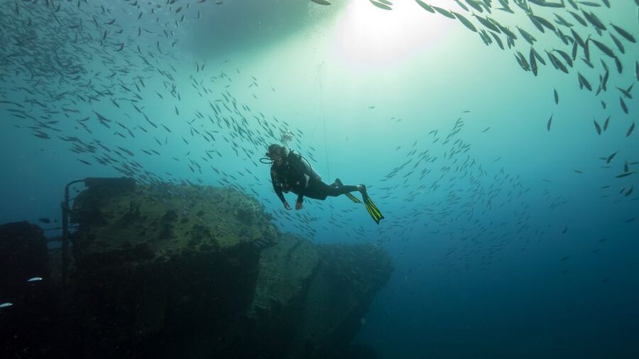 Oahu: Wreck & Reef Scuba Dive for Certified Divers - Wildlife chances: sharks, turtles, rays, eels, and dolphins