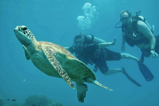 Ocean Freedom Great Barrier Reef Luxury Snorkel and Dive Cruise - Glass-Bottom Boat Viewing: More Than a Break From Swimming