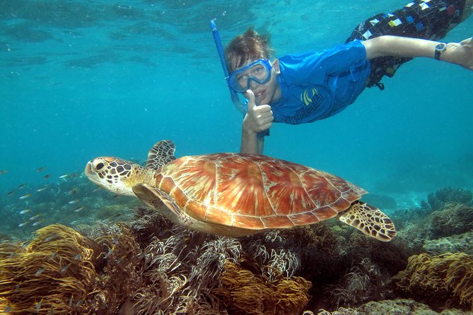 Ocean Spirit Sail to Michaelmas Cay Snorkel or Dive, from Cairns - Michaelmas Cay: the seabird sand island where reef time starts fast