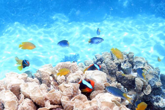 Ocean Spirit Sail to Michaelmas Cay Snorkel or Dive, from Cairns - Snorkeling from the sand: the best way to see coral gardens up close