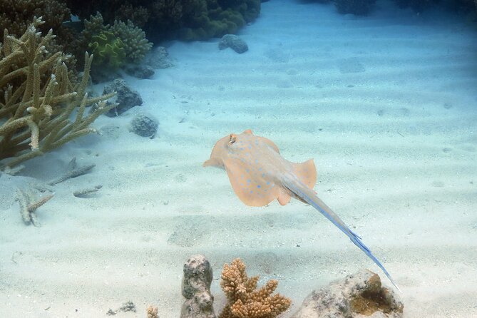 Ocean Spirit Sail to Michaelmas Cay Snorkel or Dive, from Cairns - Who this tour fits best (and who should think twice)