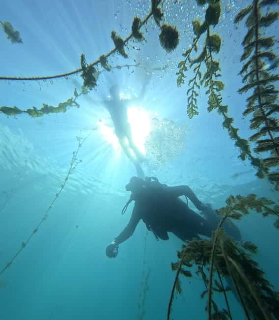 Ohrid: Scuba Diving Experience in Lake Ohrid - What you might see: ceramic potteries, wooden ship construction, and springs