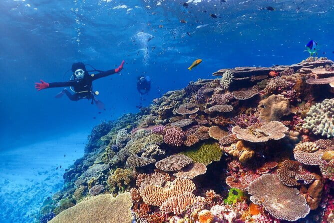 Okinawa: Discover SCUBA Diving 2 Dives at Minna, Sesoko or Motobu - Instructor focus: what “VIP care” means when you’re nervous