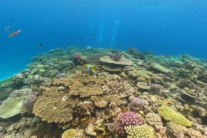Okinawa: Discover SCUBA Diving 2 Dives at Minna, Sesoko or Motobu - What the $157.65 price includes (and why it’s not just the instructor)