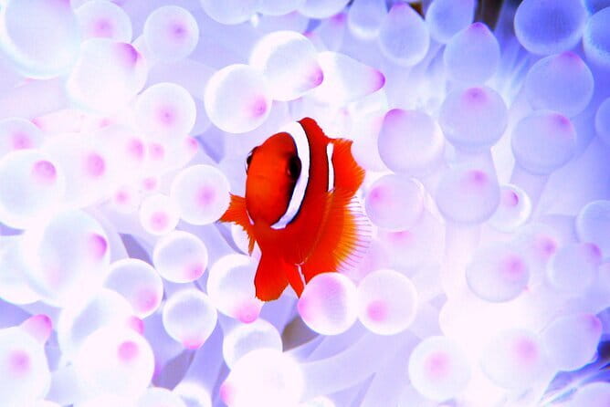 Okinawa:Kerama Islands experience Diving/Snorkeling/WhaleWatching - Key points before you go