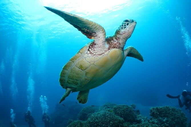 Okinawa:Kerama Islands experience Diving/Snorkeling/WhaleWatching - Kerama Islands from Naha: the 7:30am plan that actually works