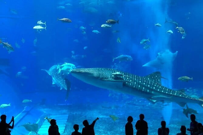 Okinawa:Kerama Islands experience Diving/Snorkeling/WhaleWatching - Price and value: why $96.67 can make sense here