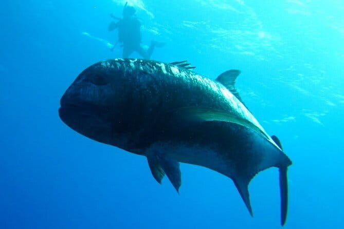Okinawa:Kerama Islands experience Diving/Snorkeling/WhaleWatching - Intro scuba for beginners: what the teaching really covers