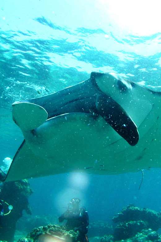 Okinawa: Naha: 1 day Kerama Islands diving‣ license required - Scuba Requirements: C-Card, Level Matching, and How Briefing Quality Can Vary