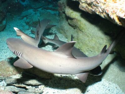 Okinawa: Naha: 1 day Kerama Islands diving‣ license required - Getting There and Meeting Your Pickup Window in Naha