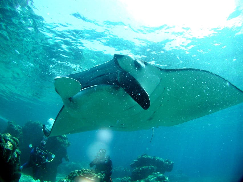Okinawa: Naha: 1 day Kerama Islands diving‣ license required - Equipment, Gear Condition, and What I’d Check Before You Commit
