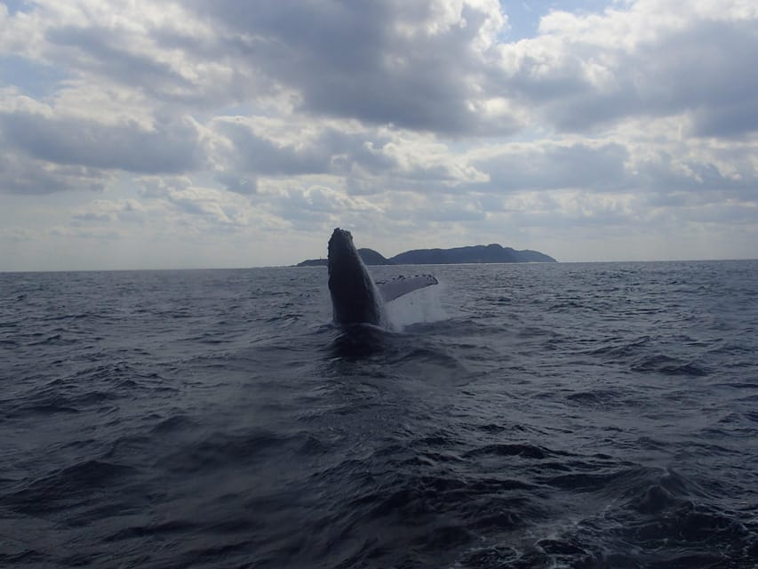 Okinawa:Naha:Kerama Island Experience 1Dive and Snorkeling - Who this tour suits best