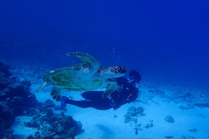 Okinawa Scuba Diving For Certified Divers (3 boat dives + Lunch) - Your underwater schedule: how the day flows across three boat outings