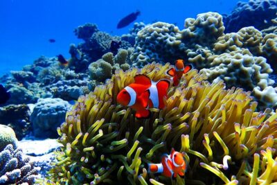 Okinawa: Scuba Diving Tour with Wagyu Lunch and English guide - Ocean Lounge morning: the 7:00 am start and what it means