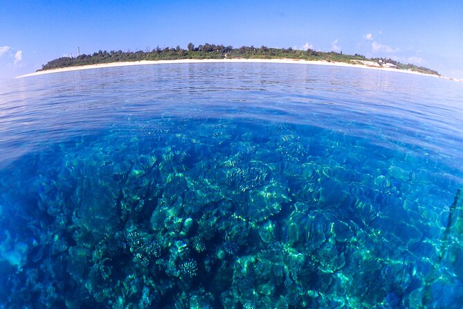 Okinawa: Scuba Diving Tour with Wagyu Lunch and English guide - Marine life you can plan around (without counting on one perfect sighting)