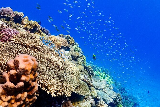 Okinawa: Scuba Diving Tour with Wagyu Lunch and English guide - Safety, gear, and the English guide factor
