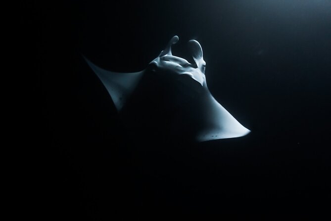 One Tank Manta Night Dive and Snorkel - Key Things I’d Focus On Before You Go