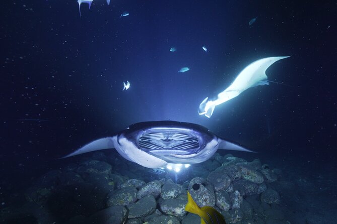 One Tank Manta Night Dive and Snorkel - Kona After Dark: Why This Manta Plan Works