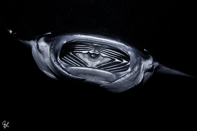 One Tank Manta Night Dive and Snorkel - Small Group Reality: What a Max of 14 Changes