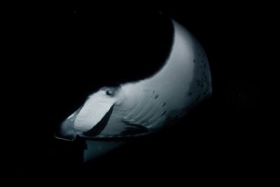 One Tank Manta Night Dive and Snorkel - The 3-Hour Flow: How Scuba and Snorkel Fit Together