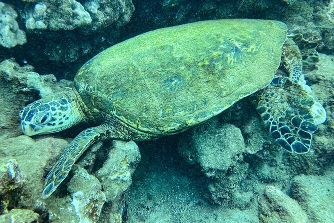 One Tank Scuba Diving in Kauai South Shore Certified Diver Only - Koloa Landing Shore Setup: easy entry and 15–45 ft water range