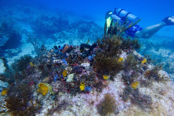 Open Water Certification Course-PADI - Day 2 on the Boat: Two Underwater Sessions Where Skills Get Tested