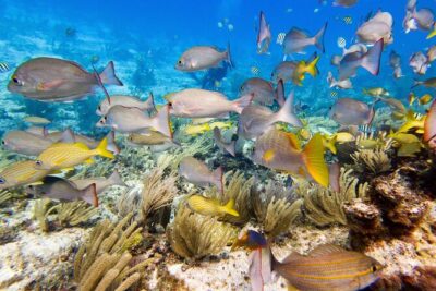 Open Water Certification Course-PADI - Day 1 at the Center: E-Learning Review and Confined Water Skills