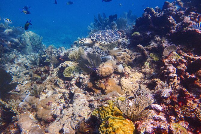 Open Water Certification Course-PADI - Price and Value: What the $520 Includes (and What Could Shift)