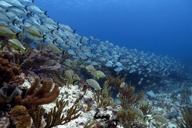 Open Water Diver 2-Day PADI Course in Playa del Carmen - The 2-day flow: online theory to open-water practice