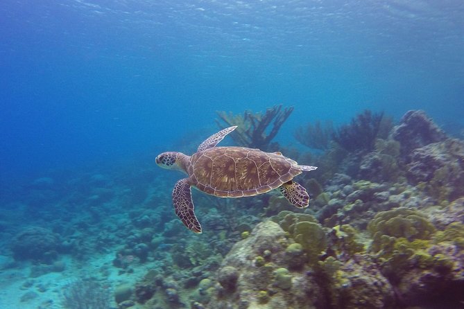 Open Water Diver Course at Blue Bay Dive in Curacao - Instructor quality: patient coaching shows up in the details