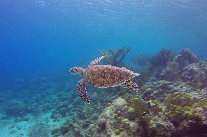 Open Water Diver Course at Blue Bay Dive in Curacao - Logistics that matter: start time, ticket, and where you show up
