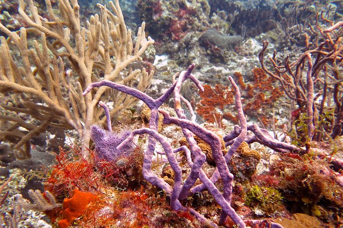 Open Water Diver course PADI in Cancun - Two Stops That Define the Course: Diversland and Blue Dive