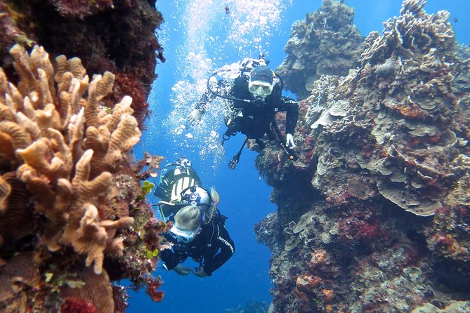Open Water Diver course PADI in Cancun - Equipment, Digital Manual, and Boat Support (All the Stuff You Don’t Want to Hunt)