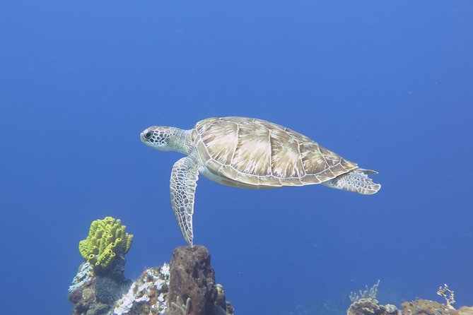 Open Water Diver course PADI in Cancun - What the 3-Day Course Feels Like: Learn, Practice, Prove