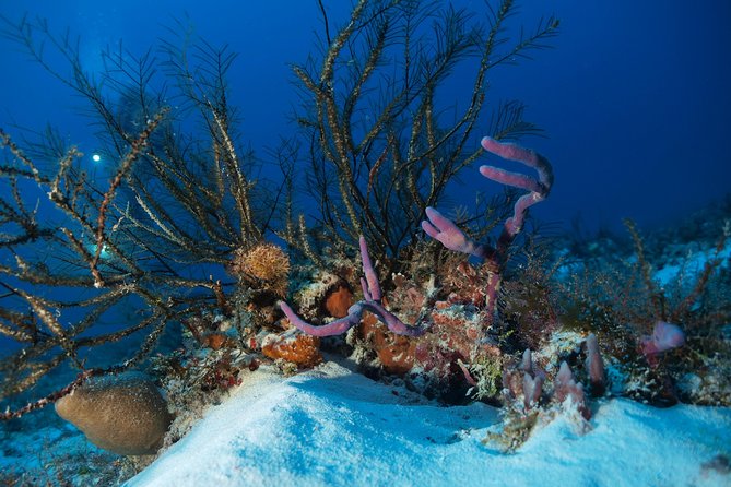 Open Water Diver course PADI including underwater video - Playa del Carmen PADI Course: What You’re Really Buying for $480