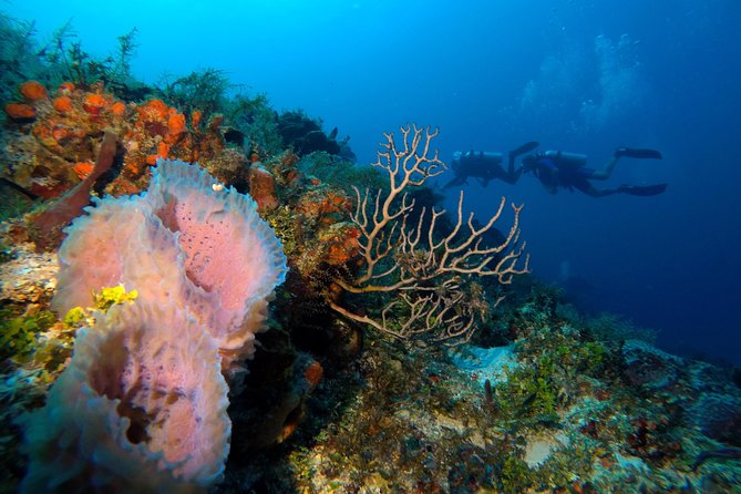 Open Water Diver course PADI including underwater video - Cenote Sessions in Playa del Carmen: Two Weeks of Confidence in Three Days