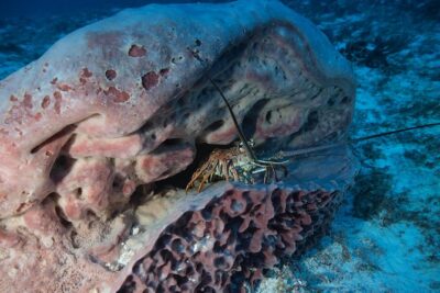 Open Water Diver course PADI including underwater video - Day-by-Day Training Flow: Knowledge Development to Confined-Water Skills