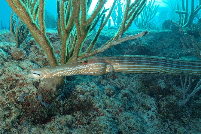 Open Water Diver course PADI including underwater video - Equipment, Digital Manual, and Underwater Video: What’s Actually Included