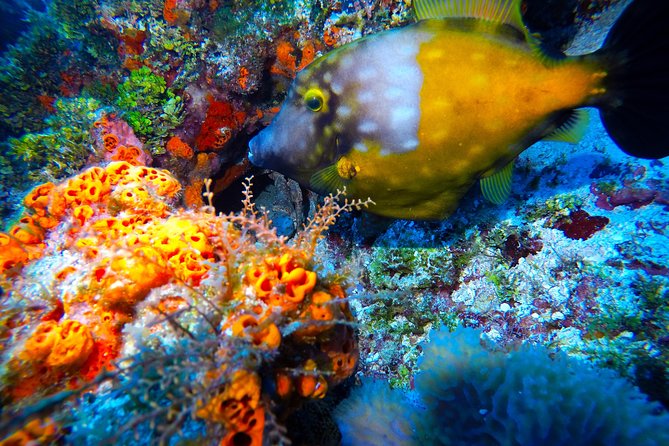 Open Water Diver course PADI including underwater video - Weather, Timing, and How a 3-Day Schedule Handles Reality