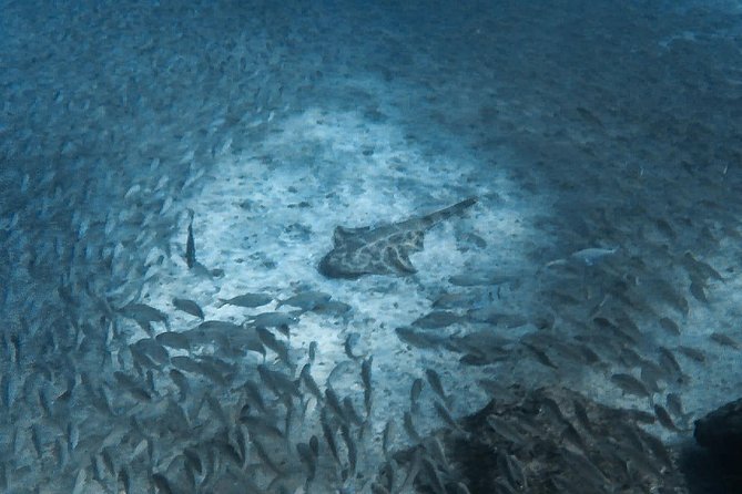 Open Water Diver Scuba Diving Course in Puerto de Mogan - Timing tips: flying, fitness, and what to bring