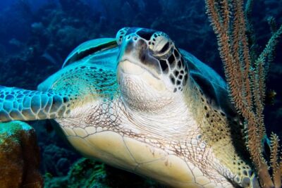 Open Water Scuba Course - Classroom and skills review: where your instructor earns trust