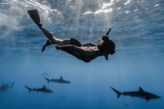 Open Water Shark Dive - Key things to know before you go